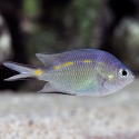 Orange Line Chromis - Acanthochromis polyacanthus