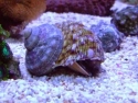 Turbo Snail - Turbo sp.