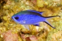 Blue Reef Chromis; Atl. - Chromis cyanea 