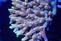 Tonga Acropora BOX LOT