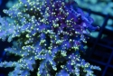 Tonga Acropora BOX LOT