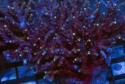 Tonga Acropora BOX LOT