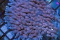 Tonga Acropora BOX LOT