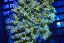 Tonga Acropora BOX LOT