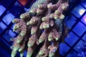 Tonga Acropora BOX LOT