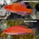 Angular Flasher Wrasse - Paracheilinus angulatus