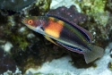 Girdled Fairy Wrasse - Cirrhilabrus balteatus