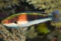 Girdled Fairy Wrasse - Cirrhilabrus balteatus