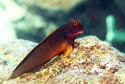 Redlip Blenny - Ophioblennius atlanticus