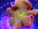 Rainbow Saddle Carpet Anemone