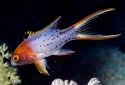 Lyretail Hogfish - Bodianus anthioides