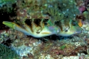 Hawaiian Saddle Puffer