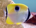 Tear Drop Butterflyfish - Chaetodon unimaculatus