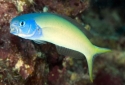 Bluehead Tilefish - Hoplolatilus starcki