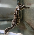 Erectus Seahorse; Captive Bred - Hippocampus erectus 
