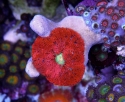 Carpet Anemone: Mini Red - Small - Stichodactyla sp.