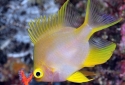 Lemon Chromis - Amblyglyphidodon ternatensis