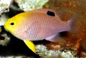 Talbot's Damselfish - Chrysiptera talboti