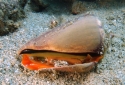 Tiger Sand Snail - Conomurex luhuanus