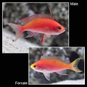 Randall's Anthias - Pseudanthias randalli