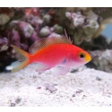 Randall's Anthias - Pseudanthias randalli