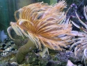 Feather Duster - Sabellastarte sp.