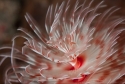 Feather Duster - Sabellastarte sp.