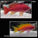 Bimaculatus Anthias - Pseudanthias bimaculatus