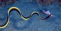 Black Ribbon Eel - Rhinomuraena quaesita
