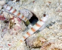 Orange Banded Prawn Goby - Amblyeleotris steinitzi