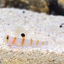 Randalls Shrimp Goby - Amblyeleotris randalli