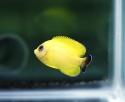 Blacktail Lemonpeel Angel Hybrid - Centropyge flavissimus x vrolicki