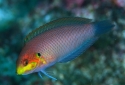 Moyeri Leopard Wrasse - Macropharyngodon moyeri