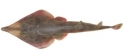 Shovelnose Shark - Rhinobatos productus