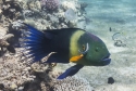 Broomtail Wrasse - Cheilinus lunulatus