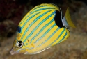 Bluestripe Butterflyfish - Chaetodon fremblii