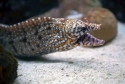Dragon Eel: Female; Japan - Enchelycore pardalis