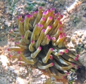 Condy Anemone - Condylactis gigantea