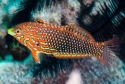 Ornate Leopard Wrasse Male - Macropharyngodon ornatus