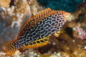 Ornate Leopard Wrasse - Macropharyngodon ornatus