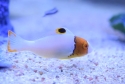 Bicolor Parrotfish - Cetoscarus bicolor