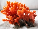 Orange Sponge - Clathria sp.