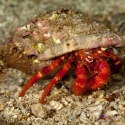 Red Hairy Hermit Crab - Dardanus sp.