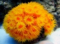 Sun Polyp: Orange / Yellow - Tubastrea faulkneri