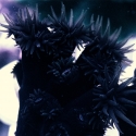 Sun Polyp: Black - Tubastrea micrantha