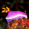 Purple Sea Slug - Chromodoris sp.