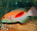 Red Stripe Tusk Wrasse - Choerdon zamboangae