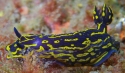 Greek Goddess Sea Slug - Hypselodoris edenticulata