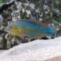 Melanarus Wrasse-Melanarus Wrasse 