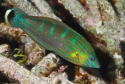 Melanurus Wrasse - Halichoeres melanurus